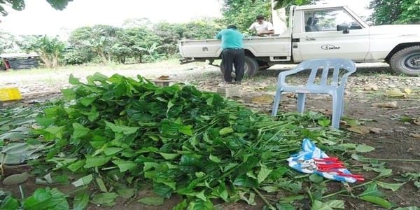 Encallado de esquejes de café robusta en cinco tipos de sustratos en Orellana - Image 44