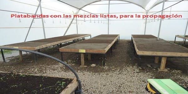 Encallado de esquejes de café robusta en cinco tipos de sustratos en Orellana - Image 43