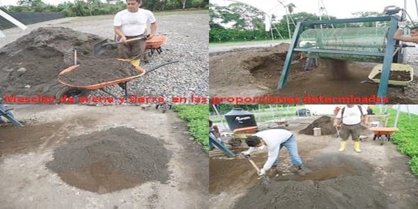 Encallado de esquejes de café robusta en cinco tipos de sustratos en Orellana - Image 40