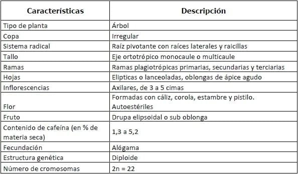 Encallado de esquejes de café robusta en cinco tipos de sustratos en Orellana - Image 4