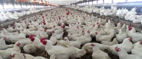 Desarrollo de una vacuna multiepitópica contra el virus de influenza aviar A-H5N1 en base a herramientas inmunoinformáticas - Image 1
