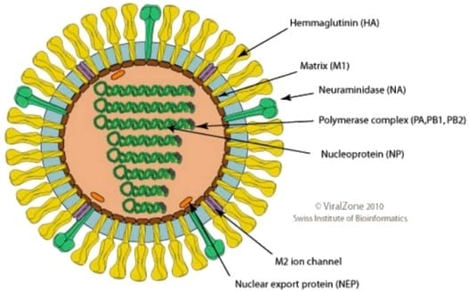 Desarrollo de una vacuna multiepitópica contra el virus de influenza aviar A-H5N1 en base a herramientas inmunoinformáticas - Image 2