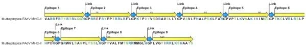 Desarrollo de una vacuna multiepitópica contra el virus de influenza aviar A-H5N1 en base a herramientas inmunoinformáticas - Image 4
