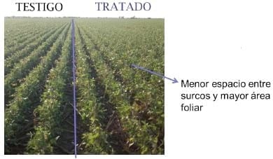 Recuperación del daño por granizo en cultivos de verano - Image 2