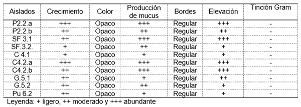 Aislamiento y caracterización de rizobios de crotalaria sp. en el sur del Ecuador - Image 3
