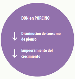 La presencia de DON (Deoxinivalenol) un gran riesgo para el ganado porcino - Image 1