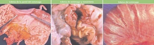 Enfermedad del Edema en porcinos - Image 3