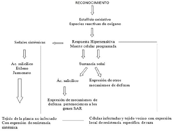 Trichoderma harzianum como agente de control biológico - Image 9
