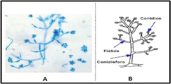 Trichoderma harzianum como agente de control biológico - Image 3