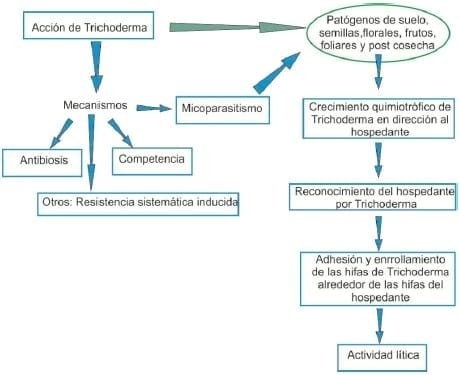 Trichoderma harzianum como agente de control biológico - Image 5