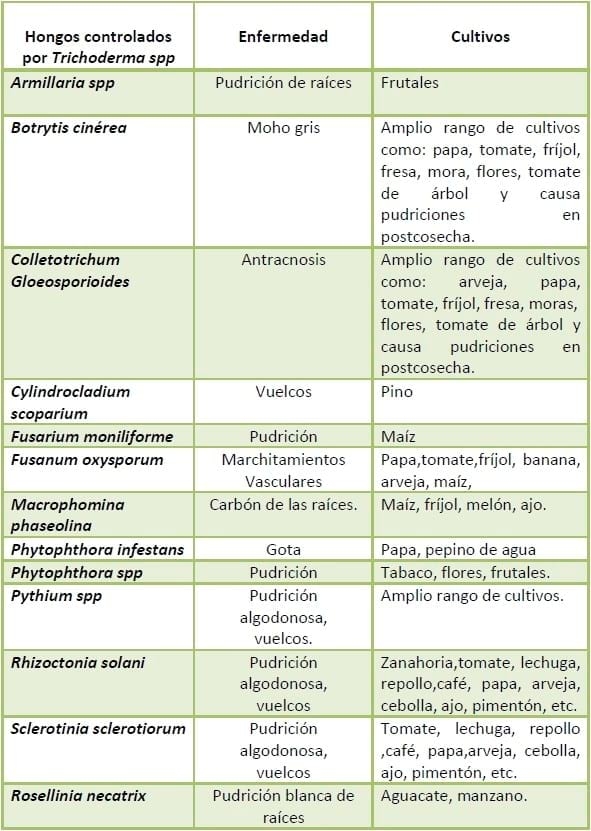 Trichoderma harzianum como agente de control biológico - Image 4
