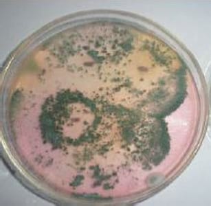 Trichoderma harzianum como agente de control biológico - Image 2