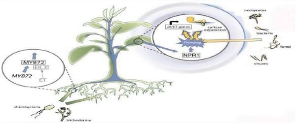 Trichoderma harzianum como agente de control biológico - Image 7