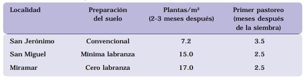 Cultivar Mulato: Gramínea de alta producción y calidad forrajera para los trópicos - Image 5
