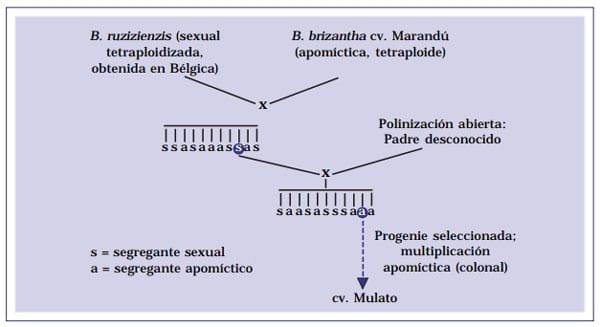 Cultivar Mulato: Gramínea de alta producción y calidad forrajera para los trópicos - Image 1