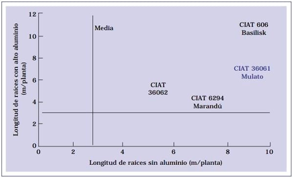 Cultivar Mulato: Gramínea de alta producción y calidad forrajera para los trópicos - Image 3