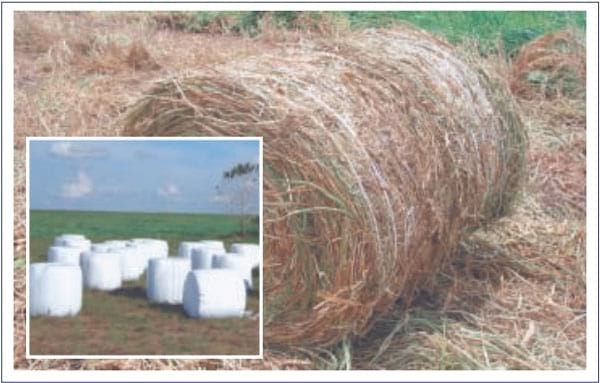 Cultivar Mulato: Gramínea de alta producción y calidad forrajera para los trópicos - Image 14