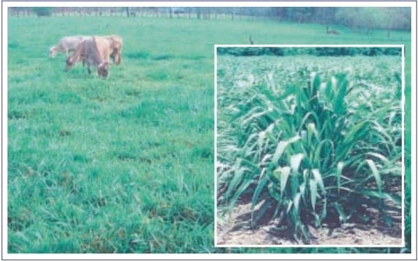 Cultivar Mulato: Gramínea de alta producción y calidad forrajera para los trópicos - Image 2