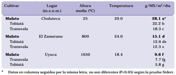 Cultivar Mulato: Gramínea de alta producción y calidad forrajera para los trópicos - Image 4
