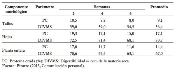 Pasto mulato ii (brachiaria hibrido): excelente alternativa para producción de carne y leche en zonas tropicales - Image 2