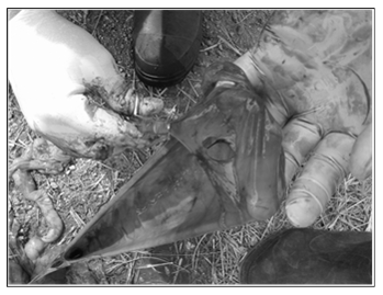 Estenosis yeyunal congenita en una ternera holstein con 