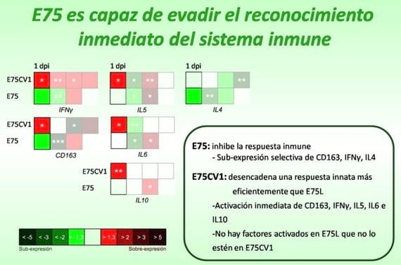 Lecciones aprendidas utilizando Virus atenuados de la Peste Porcina Africana - Image 3