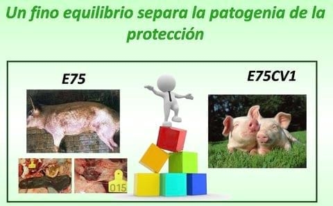 Lecciones aprendidas utilizando Virus atenuados de la Peste Porcina Africana - Image 2