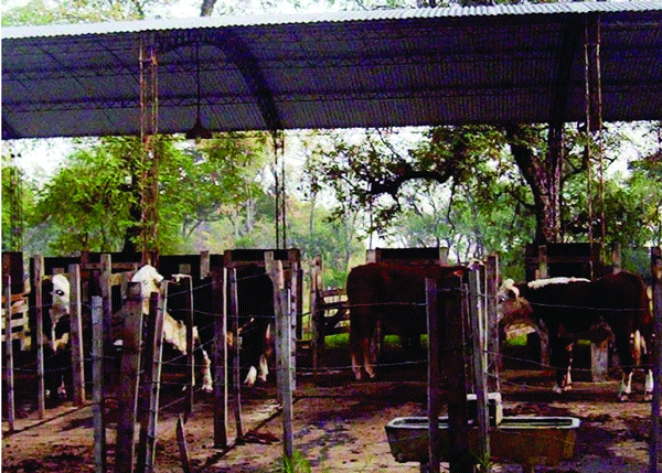 Uso de glicerol en novillos sobre el consumo de materia seca y digestibilidad - Image 1
