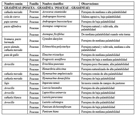 La ganadería del beni y la calidad de los pastos nativos vs. los pastos introducidos - Image 5