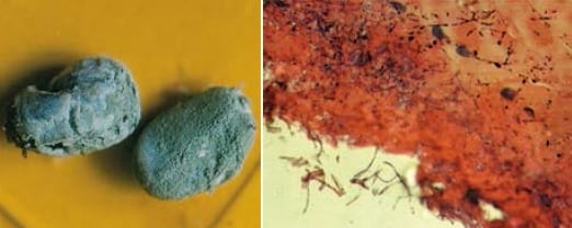 Control biológico de garrapata (Boophilus spp.) con diferentes cepas de Metarhizium anisopliae (Metchnikoff) Sorokin en bovinos - Image 2