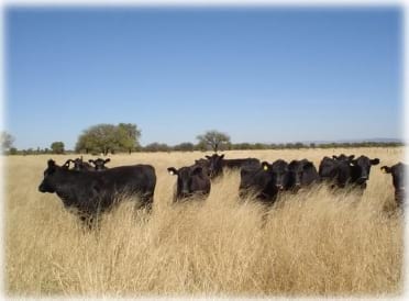 Gramíneas forrajeras para el subtrópico y el semiárido central de la Argentina - Image 43