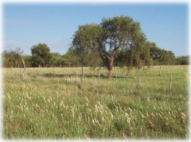 Gramíneas forrajeras para el subtrópico y el semiárido central de la Argentina - Image 57