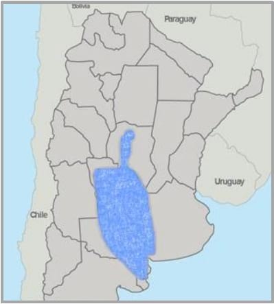 Gramíneas forrajeras para el subtrópico y el semiárido central de la Argentina - Image 30