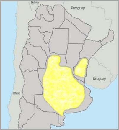 Gramíneas forrajeras para el subtrópico y el semiárido central de la Argentina - Image 38