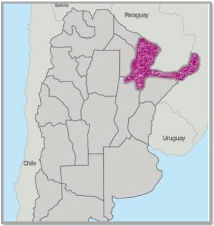 Gramíneas forrajeras para el subtrópico y el semiárido central de la Argentina - Image 20