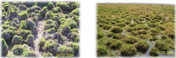 Gramíneas forrajeras para el subtrópico y el semiárido central de la Argentina - Image 2