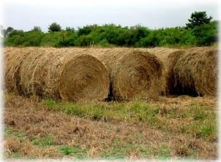 Gramíneas forrajeras para el subtrópico y el semiárido central de la Argentina - Image 22