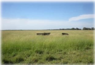 Gramíneas forrajeras para el subtrópico y el semiárido central de la Argentina - Image 36