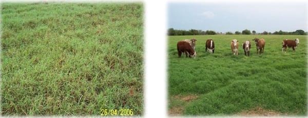 Gramíneas forrajeras para el subtrópico y el semiárido central de la Argentina - Image 19