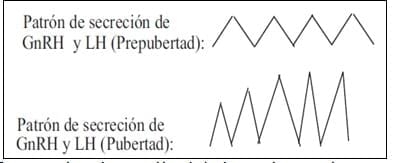 Generalidades del manejo de la Hembra Bovina Prepúber - Image 1