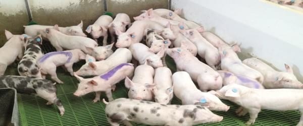 Enfermedad de los edemas en porcino - Image 2