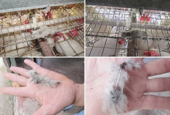 Piojos Acaro Rojo y Acaro del Norte, Diferencias Biológicas y sus consecuencias - Image 11