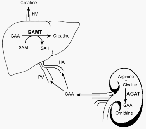 Efecto de Ácido Guanidinoacético (AGA) en el metabolismo energético de Aves y Cerdos. - Image 1