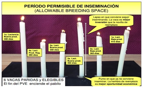 “Período Permisible de Inseminación” y su Relación con las Estrategias de Desecho. - Image 4