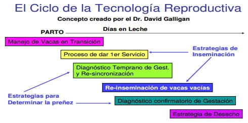 “Período Permisible de Inseminación” y su Relación con las Estrategias de Desecho. - Image 1