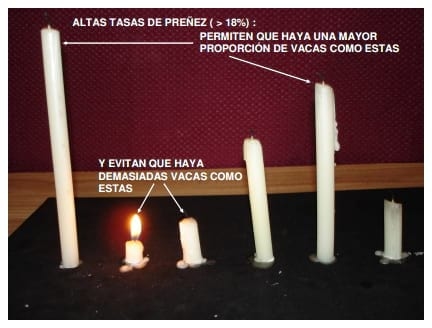 “Período Permisible de Inseminación” y su Relación con las Estrategias de Desecho. - Image 6