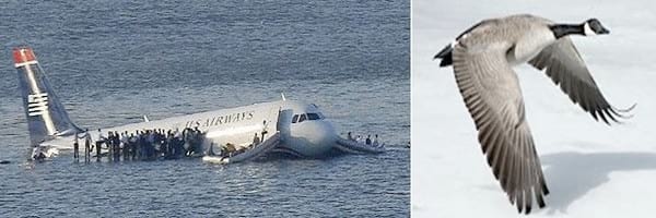 Accidentes aéreos, Aves migratorias vs drones. Máxima alerta para la aviación - Image 4