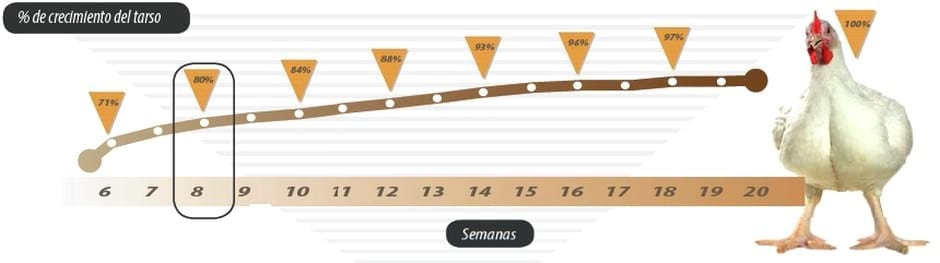 Mejora de la uniformidad en recría - Image 2