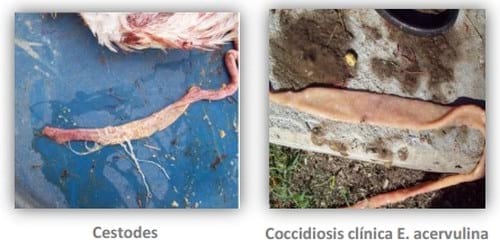 Ecología Digestiva - Coccidios: convivencia obligada compatible con la producción aviar. - Image 2