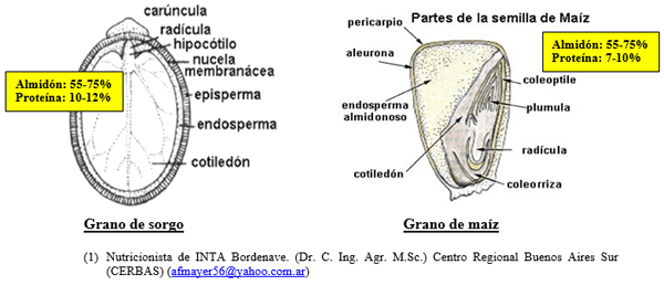 El grano de maíz es el mejor de todos? Similitudes y diferencias entre los granos de cereal. - Image 1